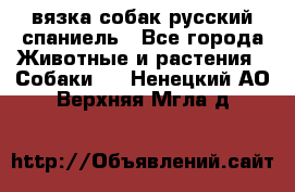 вязка собак русский спаниель - Все города Животные и растения » Собаки   . Ненецкий АО,Верхняя Мгла д.